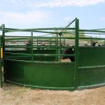 3e_cattle_looking