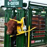 bull_in_86
